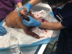 -爱侣宠医·鹦鹉专科·小型哺乳类·异宠专科(灵石路店)