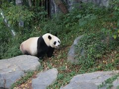 -红山森林动物园