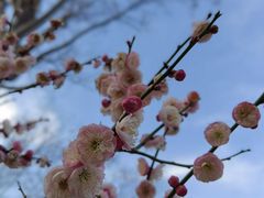 -新虹桥中心花园