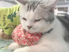 -Heymao猫咖.咖啡厅(东门店)