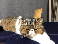 -宠小格时尚宠物生活馆(唐镇店)
