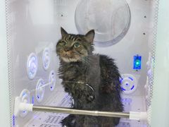 -爱洗澡的猫(望京店)
