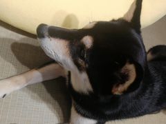 -逗柴咖啡屋·狗咖猫咖宠物桌游