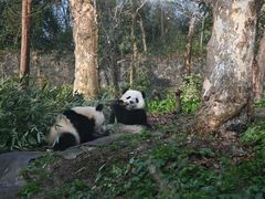 -都江堰中华大熊猫苑
