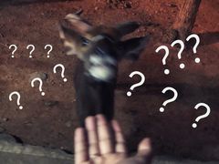 -清迈夜间动物园