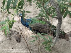 -西霞口神雕山野生动物世界