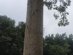 -紫马岭公园