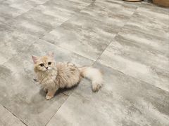 -楼上猫咖(罗湖店)