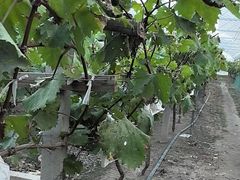 -马陆小张葡萄园农家乐