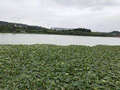 -洛龙公园