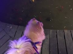 -枫花园汽车电影院(朝阳公园店)
