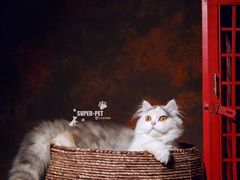 -超宠爱宠物摄影-Super pet