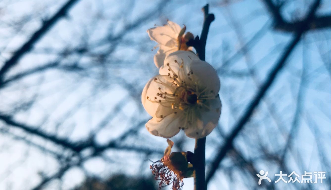 2021盼望已久的香雪公园梅花终于盛开啦[加油][加油][加油]