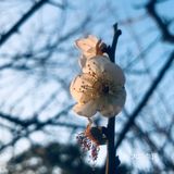 2021盼望已久的香雪公园梅花终于盛开啦[加油][加油][加油]