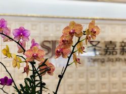 -圣嘉新医疗美容医院