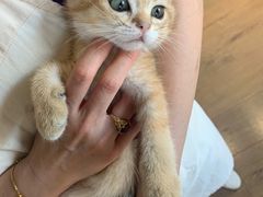 -东方名猫馆·英短金渐层布偶猫舍(环线广场1号楼店)