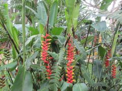 -瑞丽独树成林风景区