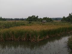 -大湾区中央湿地公园