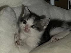 -猫爪屋猫咖(乐汇城店)