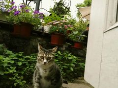 -海边的猫和咖啡馆