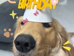 -百好乐宠物友好餐厅(朝外大街店)