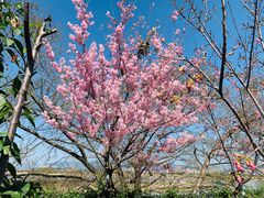 -福建鲤鱼洲酒店