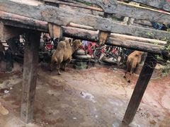 -长鹿旅游休博园