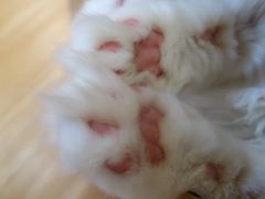 -猫和宫(六道口店)