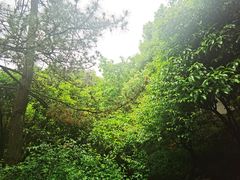-十八棵（老龙井）御茶园(老龙井店)