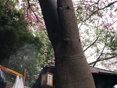 -嘉和K6温泉微度假