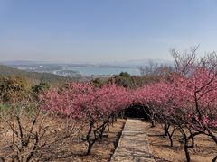 -香雪海