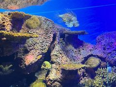 -上海海洋水族馆