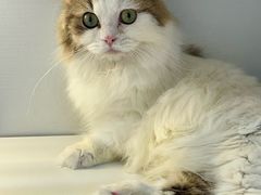 -十月米努特矮脚猫舍