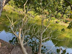 -深圳仙湖植物园