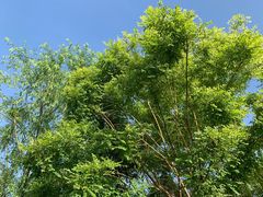 -河北省第三届（邢台园博园）园林博览会