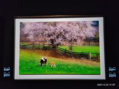 -罗红摄影艺术馆