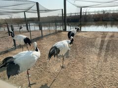 -盐城丹顶鹤湿地生态旅游区