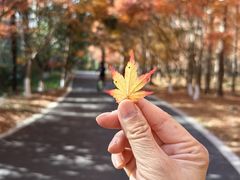 -东平国家森林公园