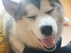 -Husky Go! 哈士奇体验馆·宠物咖啡厅狗咖