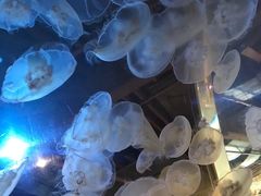 -西雅图水族馆