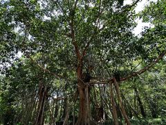 -中国科学院西双版纳热带植物园