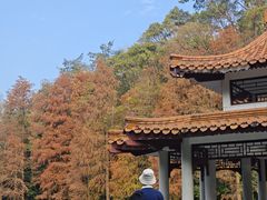-深圳仙湖植物园