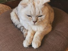 -猫猫幼稚园·撸猫·桌游·电玩