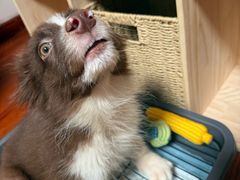 -瑞派申生动物医院·24H夜诊·国际动物医疗中心·骨外科(吴中路店)