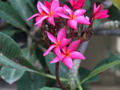 -西双版纳融创皇冠假日度假酒店