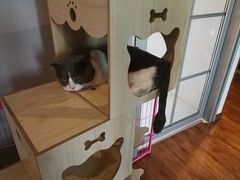 -喵zoo家庭繁育猫舍(尖东智能花园店)