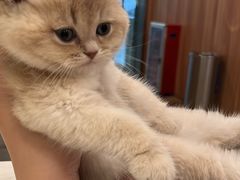 -袖虎·猫馆(体育西路店)