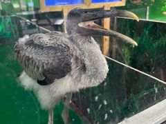 -广州长隆飞鸟乐园