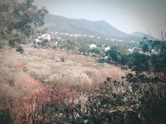 -香雪海