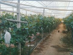 -马陆小张葡萄园农家乐